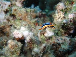 marsa_alam_200510 167